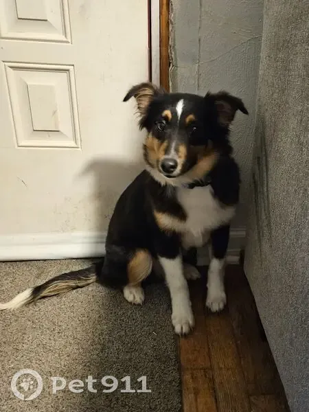 Lost Mini Aussie/Shepherd in Paducah - photo