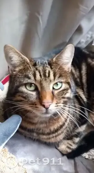 Chat mâle perdu, yeux verts, Herblay - photo