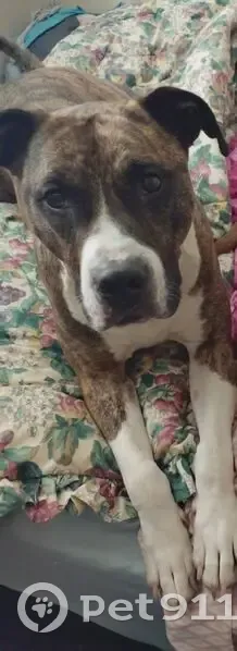 Missing Brindle Dog: Call 317-991-8160 - photo