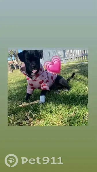 Lost Dog: Black with White Paws, San Bernardino - photo
