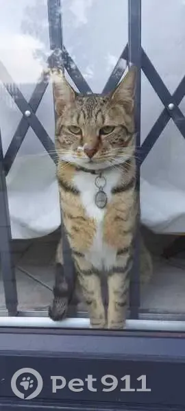 Lost Cat: Pink Collar, Ranelagh St, Bellville - photo