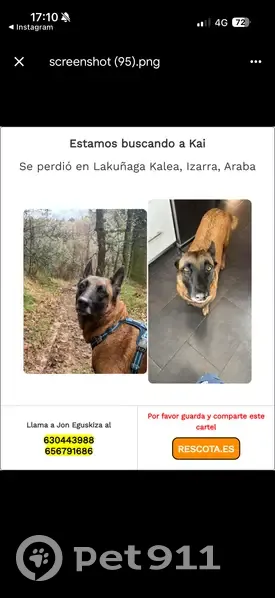Perro Malinois Perdido: Kai en Izarra - photo