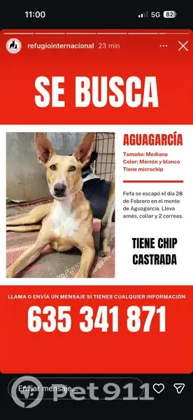 Perra Podenca Marrón Perdida en Agua García - photo