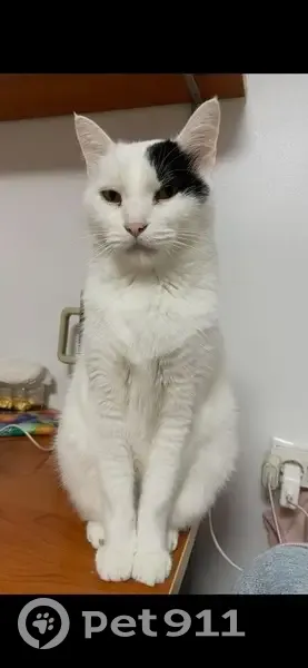 Gato Perdido: Blanco con Cola Negra en Picassent - photo