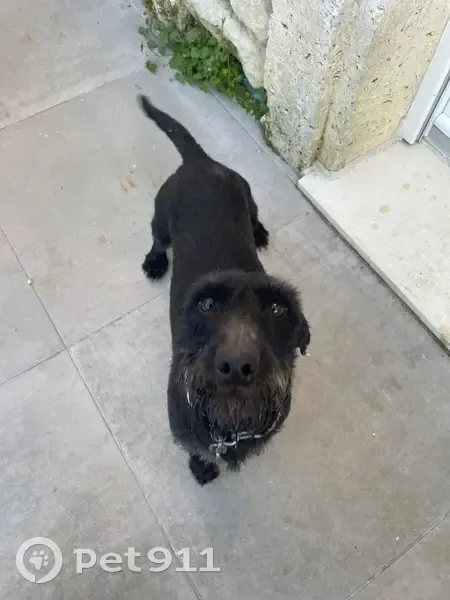 Chien noir trouvé, petit et fougueux - photo