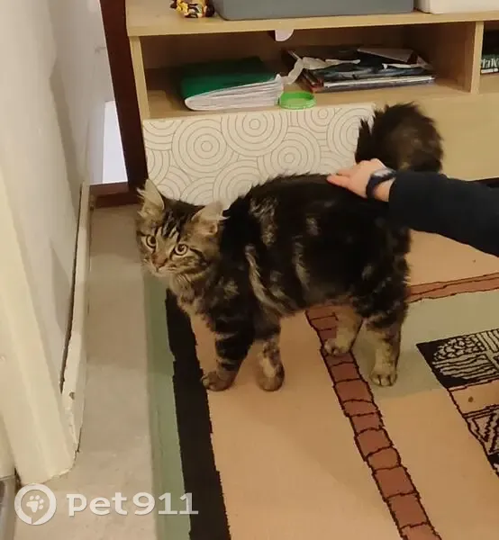 Jeune chatte tigrée perdue à Saint-Hilaire - photo