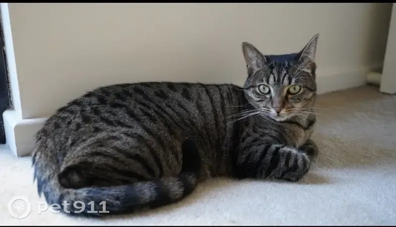 Lost Tabby: May Fell from Level 7, Perth - photo
