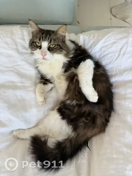 Chatte perdue à Pins-Justaret, 12 ans - photo