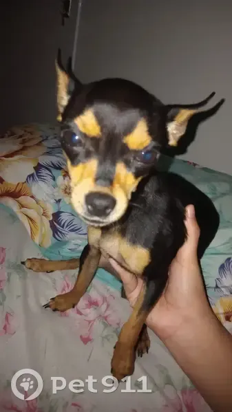 Cachorro perdido - photo