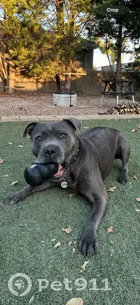 Lost Blue Staffy on Hume Drive, Melton - photo