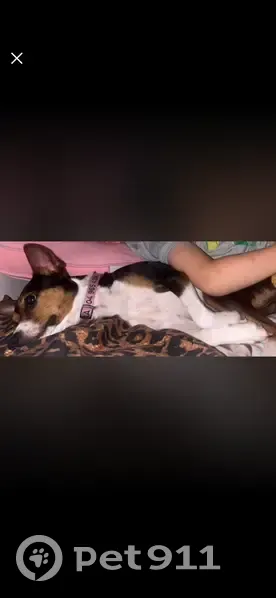 Lost Dog: Nyla Missing in Sandston - photo