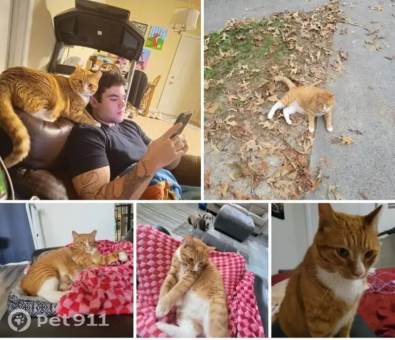 Lost Orange Tabby: Friendly, Flea Collar - photo