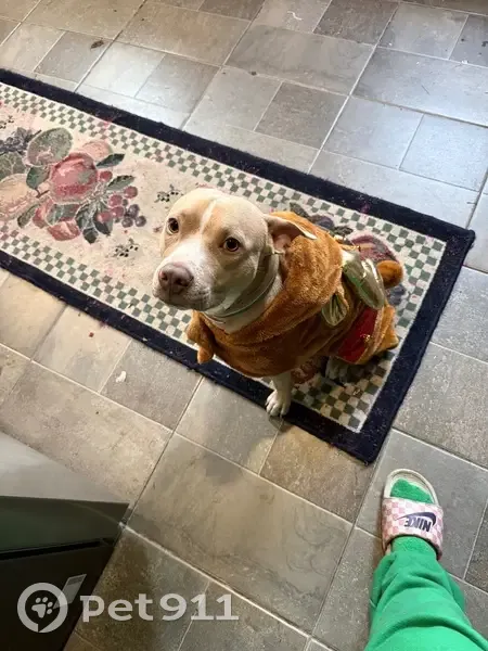 Lost Dog: Plaid PJs & Unique Markings - photo