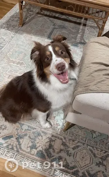 Missing Dog: Sweet but Shy in Milan - photo