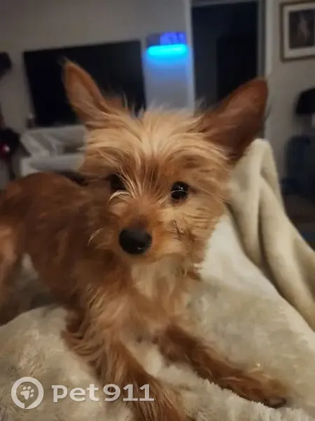 Missing: Tank, Light Beige Chorkie - photo