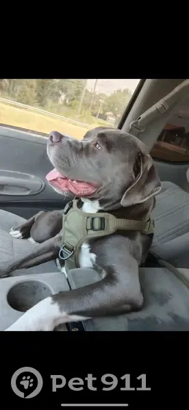 Missing Dog: Green Harness, White Spot - photo