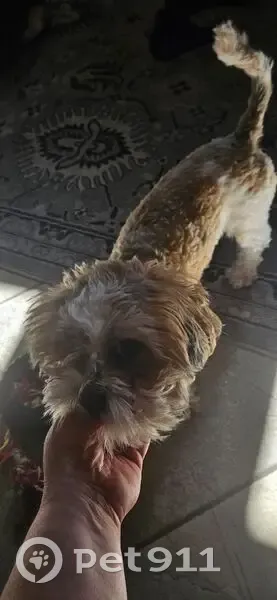 Lost Dog: Sweet White/Brown, Tucson - photo