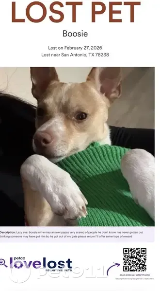 Lost Dog: Brown, Small, Shy in San Antonio - photo