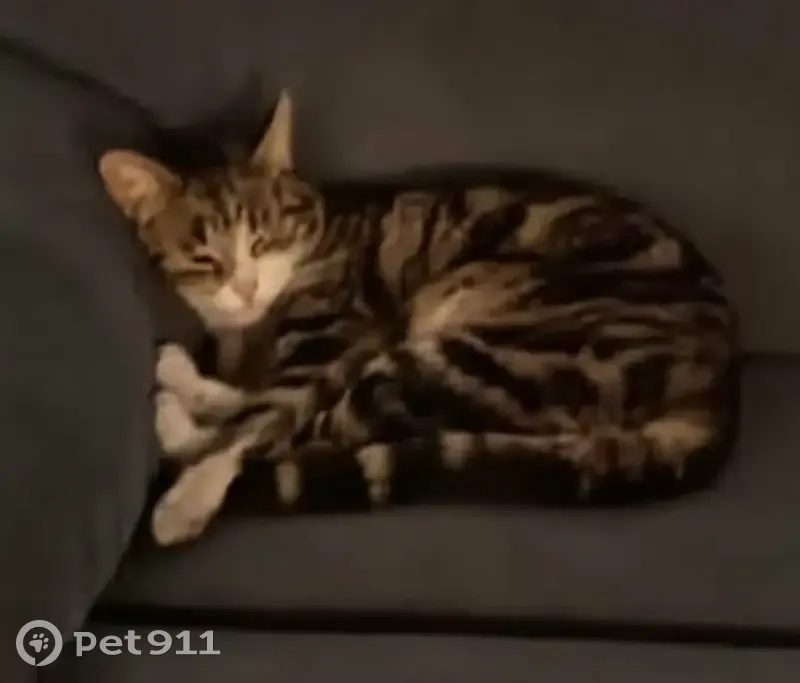 Lost Cat on Clarence House Ave, 350 - photo