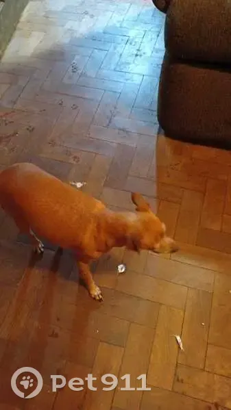 Cachorro perdido - photo