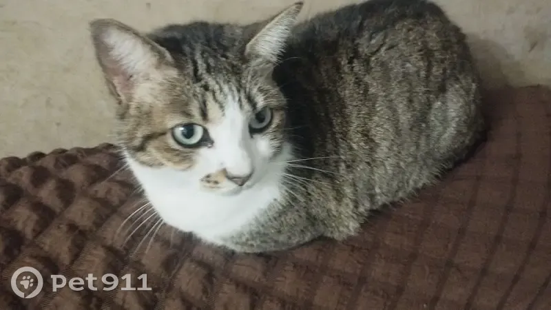 Se busca gata parda perdida en Guillena - photo