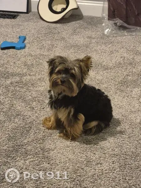 Help Find Beastly: Lost Yorkie in Clover - photo