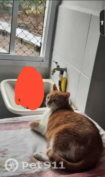 Gato desaparecido - photo