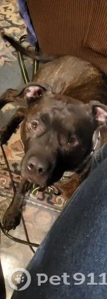 Lost Brindle Pitbull on Upper 53rd St - photo