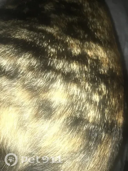 Gata Marrón y Negra Encontrada en Lezama - photo