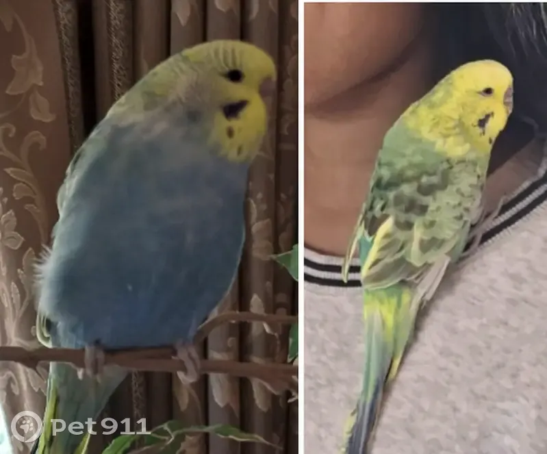 Lost Budgie: Yellow-Headed Male in VIC - photo