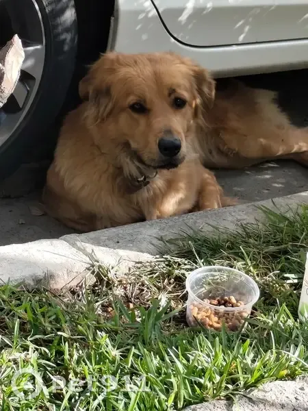 Labrador Café Encontrado en Guadalajara - photo