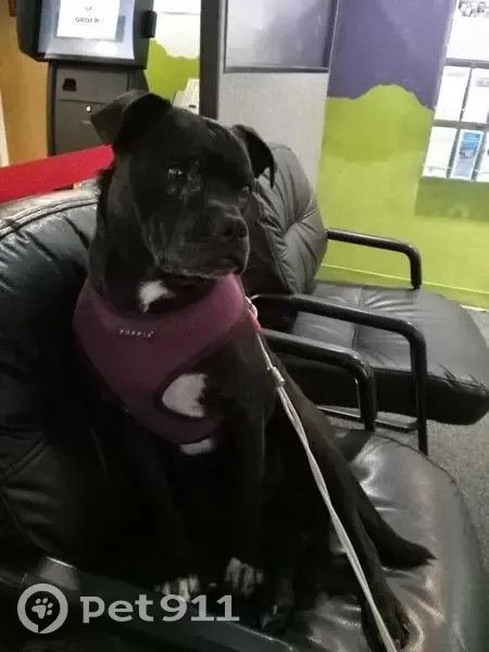 Help Find Mamut: Lost Service Dog NJ - photo