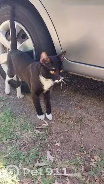 Found: Black & White Cat, Blue Collar - photo