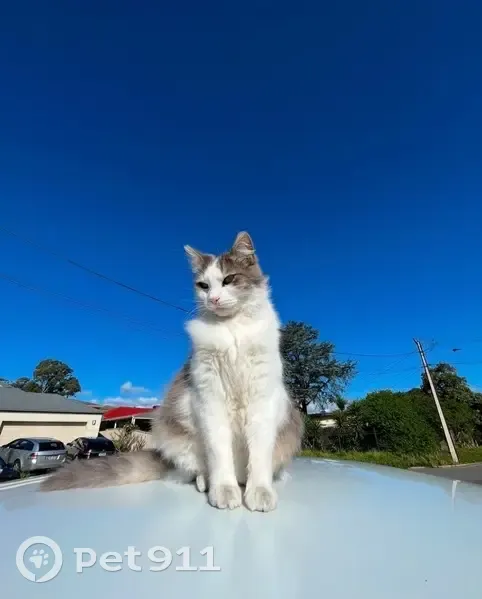 Lost Cat Alert: White & Grey in Adelaide - photo