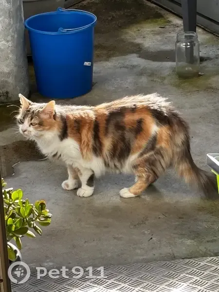 Chatte Européenne 