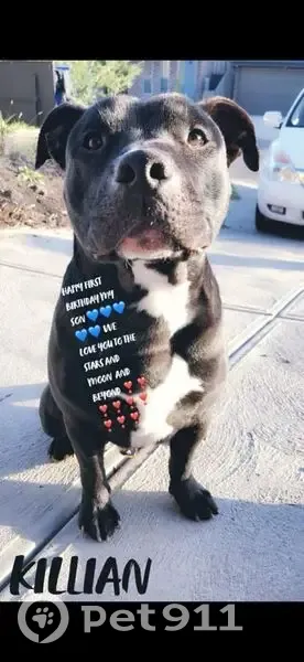 Lost Dog: Friendly Black Lab in Beveridge - photo