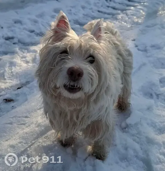Зникла маленька кудлата собака в Києві - photo