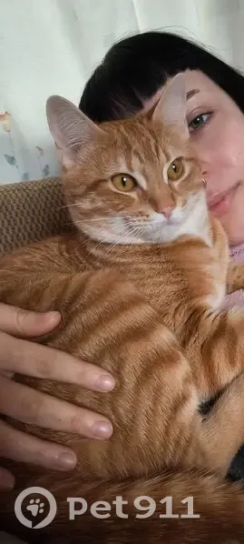 ¡Ayuda a encontrar a Pitu, gato perdido! - photo