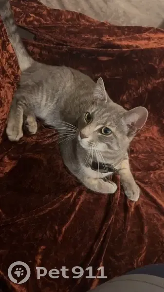 Lost Grey Cat: Small & Friendly - Broadmark - photo