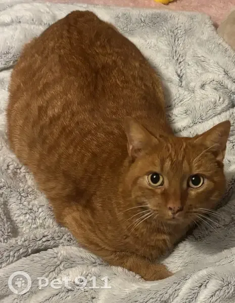 Lost Ginger Tabby with Fluffy Belly - photo