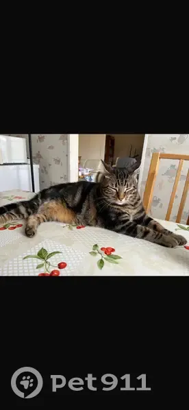 Chatte peureuse disparue à Igny - photo