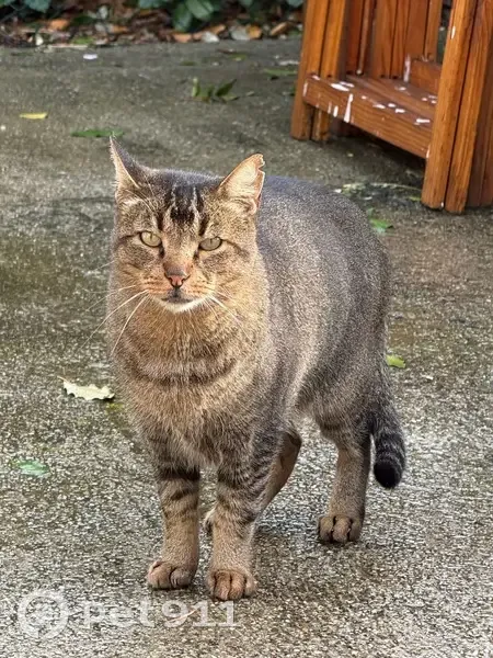 Chat tigré câlin trouvé à Calvi - photo