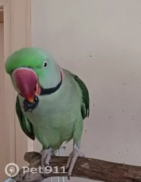 Lost Green Parrot: Friendly & Treat-Loving - photo