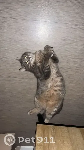 Chat gris tigré perdu à Tourcoing - photo