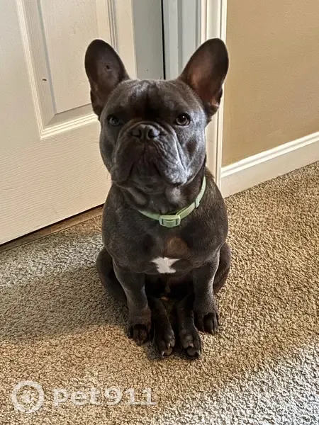 Lost French Bulldog: Bruce in Sellersburg - photo