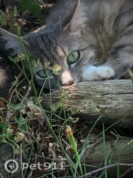 Chat gris Léon perdu à Locmiquélic - photo