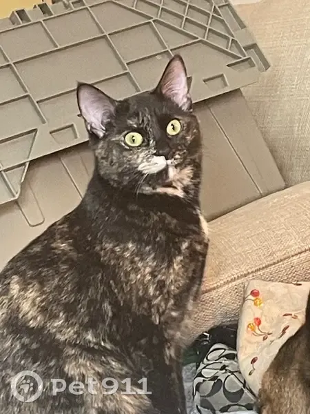 Lost Tortishell Cat in Cortland, NY - photo