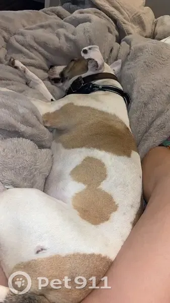 Lost Dog: Lola - White/Brown, Morristown - photo