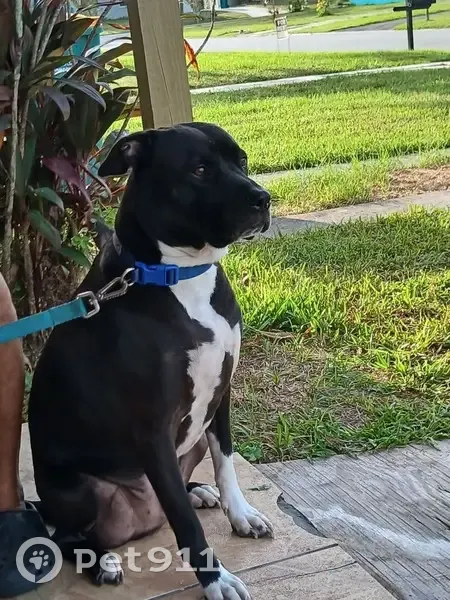 Missing Dog: Unique White-Tipped Tail - photo