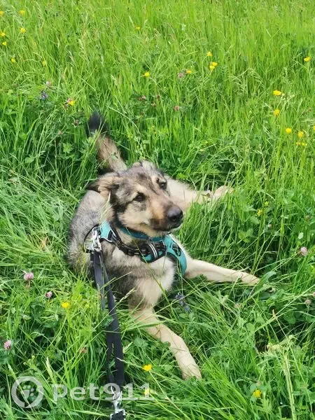 Chien fauve perdu avec longe noire 10m - photo